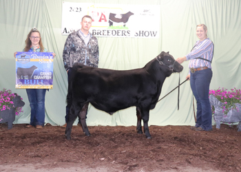 Grand Champion Bred-and-owned Bull