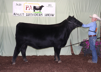 Reserve Late Junior Champion Heifer