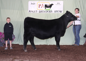 Late Junior Champion Heifer