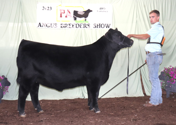 Intermediate Champion Heifer