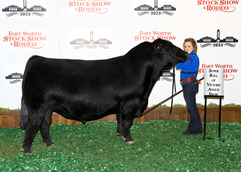 Reserve Senior Champion Bull