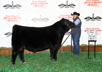 Intermediate Champion Bull