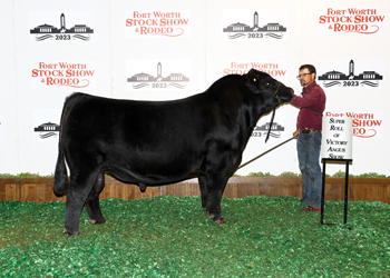 Senior Champion Bull