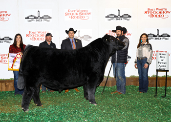 Reserve Grand Champion Bull