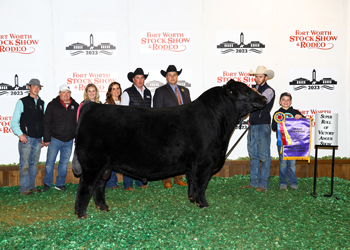 Grand Champion Bull