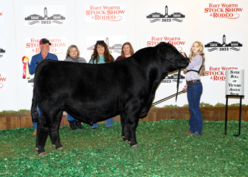 Reserve Intermediate Champion Bull