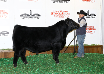 Junior Bull Calf Champion