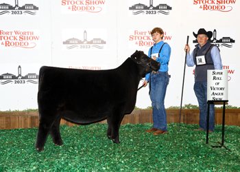 Late Junior Heifer Calf Champion