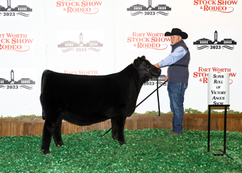 Reserve Late Junior Heifer Calf Champion