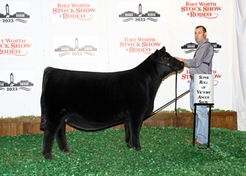 Early Junior Heifer Calf Champion