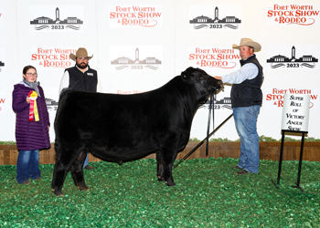 Reserve Junior Bull Calf Champion