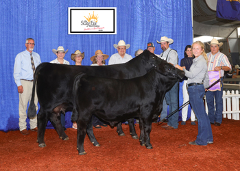 Grand Champion Cow-calf Pair