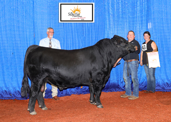 Reserve Grand Champion Bull