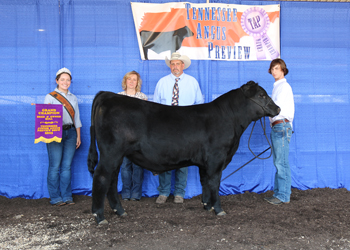 Grand Champion Bred-and-owned Bull