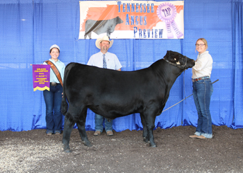 Grand Champion Bull