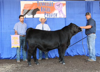 Reserve Grand Champion Bull