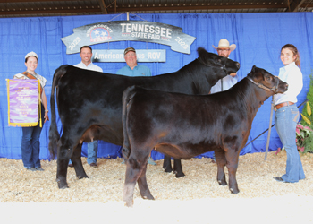 Grand Champion Cow-calf Pair