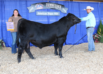 Reserve Intermediate Champion Bull