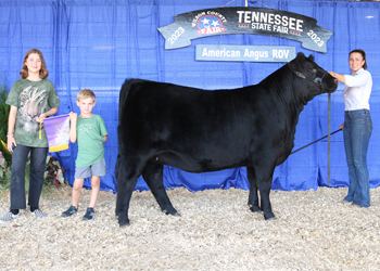 Intermediate Champion Heifer