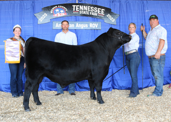 Reserve Grand Champion Bull