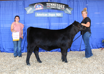 Reserve Junior Heifer Calf Champion