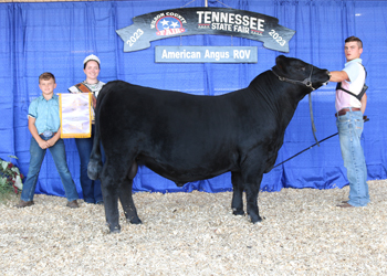 Reserve Grand Champion Bull