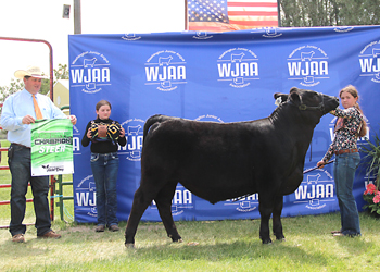 Reserve Grand Champion Steer