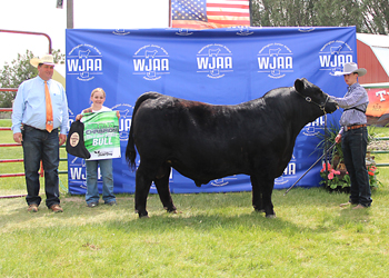 Grand Champion Bull