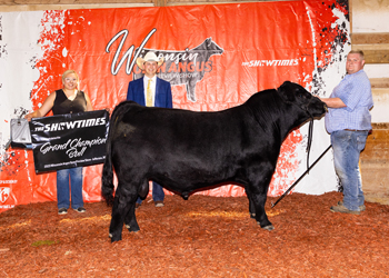 Grand Champion Bull