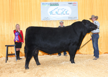 Senior Champion Bull