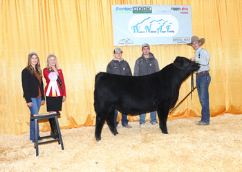 Reserve Summer Bull Calf Champion