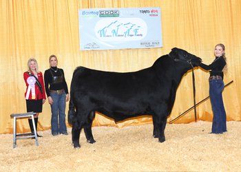 Reserve Senior Bull Calf Champion