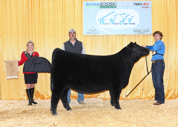 Owned Intermediate Champion Heifer