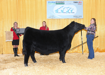 Owned Reserve Intermediate Champion Heifer