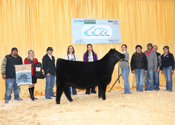 Grand Champion Bred-and-owned Female