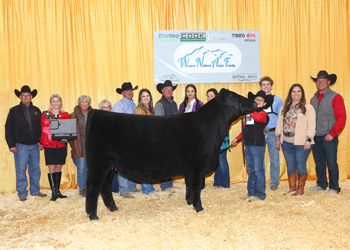 Junior Heifer Calf Champion-Division 3