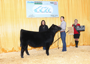 Owned Reserve Summer Heifer Calf Champion