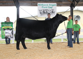 Grand Champion Owned Female