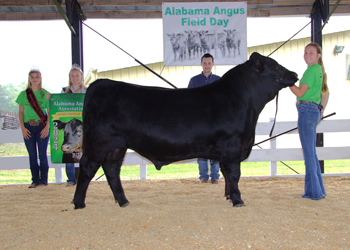 Reserve Grand Champion Bred-and-owned Bull