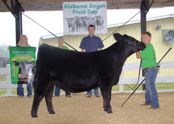 Grand Champion Bred-and-owned Female