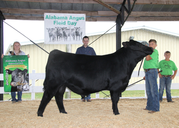 Grand Champion Bred-and-owned Bull