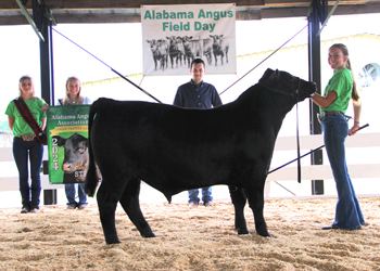 Grand Champion Steer