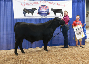 Intermediate Champion Bull