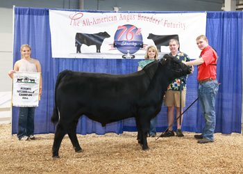 Reserve Intermediate Champion Bull