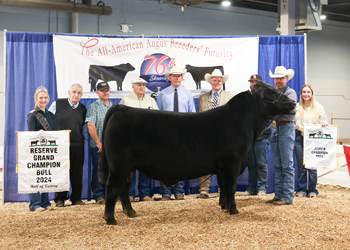 Reserve Grand Champion Bull