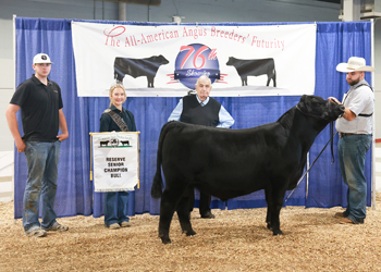 Reserve Senior Bull Calf Champion