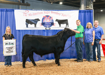 Bred-and-owned Intermediate Champion Bull