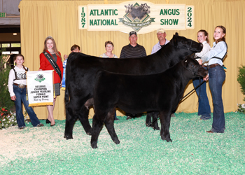 Reserve Junior Champion Heifer