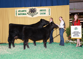 Junior Champion Heifer