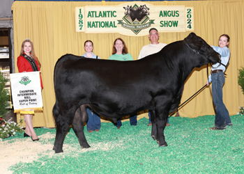 Intermediate Champion Bull